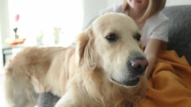 Tatlı kız, Golden Retriever köpeğini yatakta okşuyor. Safkan evcil köpek labrador 'u olan güzel bir çocuk.