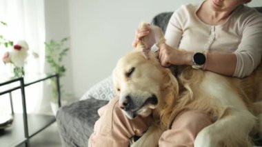 Kanepede oturan Golden Retriever köpeğinin kulaklarını temizleyen kız. Genç bayan, evdeki safkan evcil köpeğe değer veriyor.