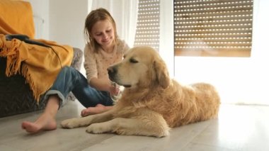Evde ıslak bir Golden Retriever köpeğiyle tarama yapan mutlu küçük kız. Çocuk banyodan sonra köpeği tarıyor..