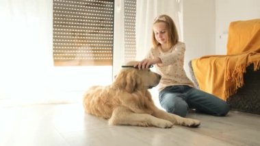 Mutlu küçük kız evde Golden Retriever köpeğini tarıyor. Çocuk banyodan sonra köpeği tarıyor..