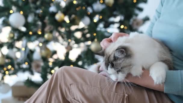 背景にお祝いの木や照明を備えた部屋でクリスマスの時間に女の子の所有者の足に横たわっているラグドール猫 若いですフェリーヌペットで新年の休日 — ストック動画