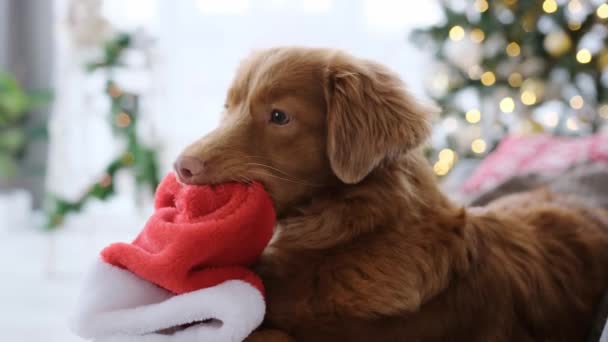 圣诞节期间 托勒带着圣诞老人的狗躺在沙发上 嘴里衔着圣诞老人的帽子 圣诞彩灯背景下的新年肖像上的纯种宠物狗 — 图库视频影像