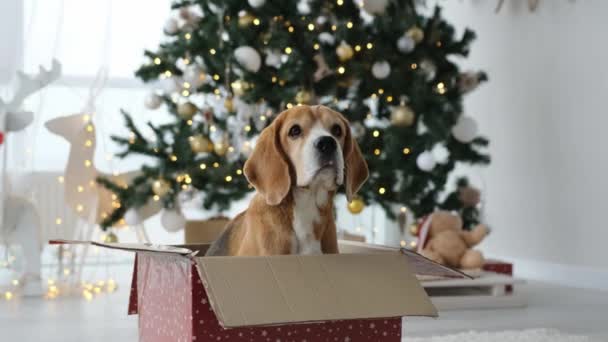小猎犬在圣诞节的时候坐在礼品盒里 房间里挂着喜庆的圣诞树和装饰品 除夕节送养的小狗 — 图库视频影像