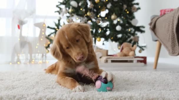 Toller Retriever Hund Kaut Auf Spielzeugkugel Auf Dem Boden Der — Stockvideo