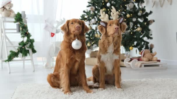 Dwa Psy Myśliwskie Okresie Świątecznym Noszące Rogi Jelenia Trzymające Kulę — Wideo stockowe