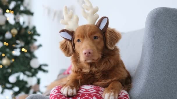 Toller Perro Recuperador Tiempo Navidad Acostado Sofá Con Cuernos Ciervo — Vídeos de Stock