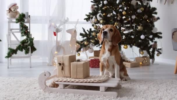 Beagle Hund Der Weihnachtszeit Sitzt Neben Schlitten Mit Neujahrsgeschenken Dekorierten — Stockvideo