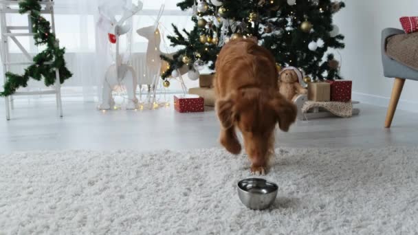 Toller Retrívr Pes Pitnou Vodu Misky Době Vánoc Zdobené Domů — Stock video