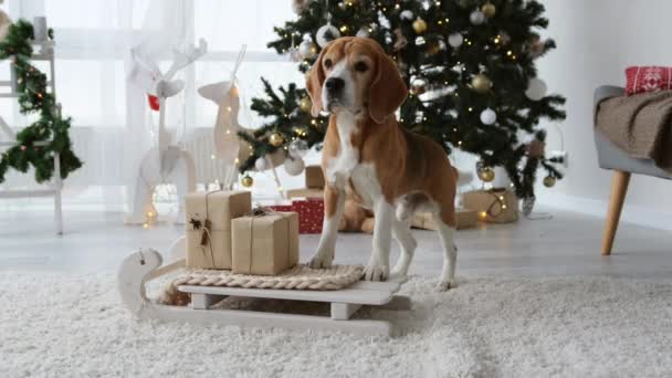 Beagle Hund Juletid Står Släde Med Nyårspresenter Dekorerat Rum Och — Stockvideo