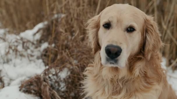 冬の時間に屋外に座って雪が降っている間に冷たい空気を嗅ぐゴールデンレトリバー犬 北半球の天気と外の純血種のペット犬 — ストック動画
