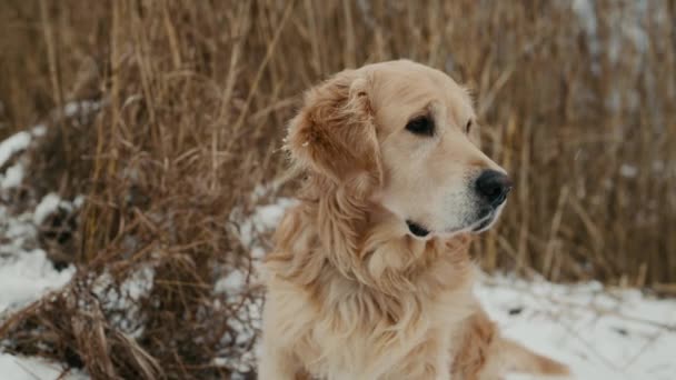 冬の時間に屋外に座って雪が降っている間に冷たい空気を嗅ぐゴールデンレトリバー犬 純血種のペット犬とともに北欧の天気図 — ストック動画