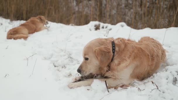 Dwa Psy Golden Retriever Leżące Śniegu Gryzące Patyki Zimie Świeżym — Wideo stockowe