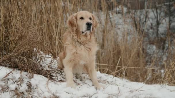 屋外で冬の時間に座って どのように雪が降っているかを見てふわふわの黄金の取得犬 寒い外での純血種のペット犬 — ストック動画