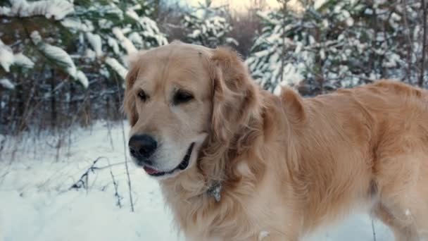 黄金の取得犬は自然の中で雪の中を歩く 純血種のペットラブラドールは冬の森で遊ぶ — ストック動画
