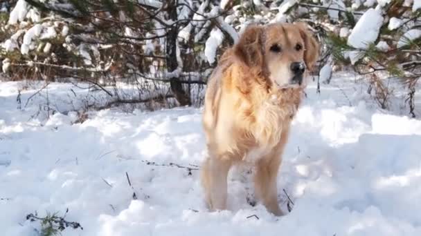 Golden Retriever Hond Graaft Gat Sneeuw Buiten Leuke Rasechte Lieveling — Stockvideo