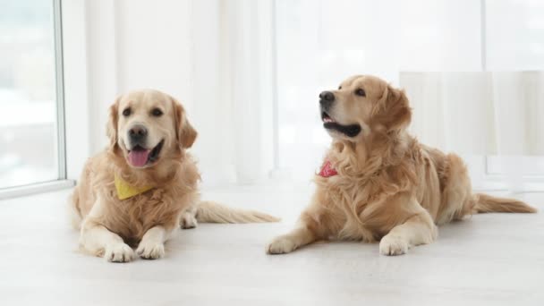 Evde Yerde Yatıp Kameraya Bakan Iki Golden Retriever Köpeği Saf — Stok video