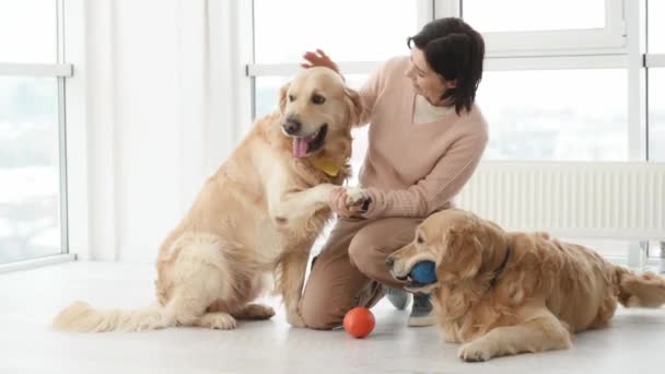 Girl Petting Golden Retriever Dogs Floor Playing Them Toys Home — Stock Video