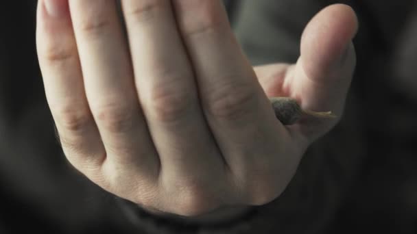 Muž Otevírající Ruku Držící Marihuanový Joint Cbd Konopí Zblízka — Stock video