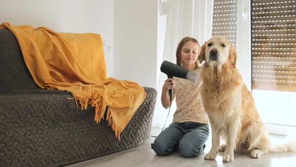 Glad Liten Flicka Hårtork Fräsch Preparerad Våt Golden Retriever Hund — Stockvideo