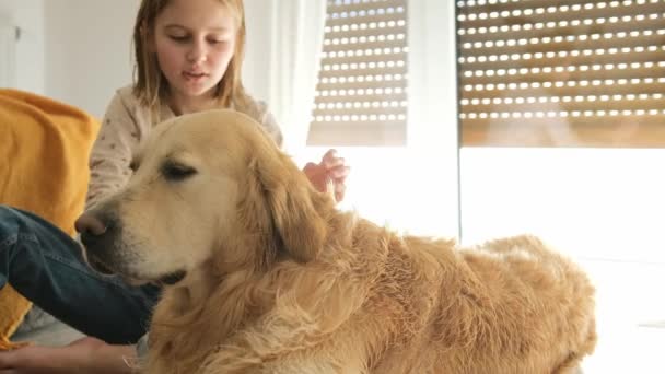 Happy little girl combing wet golden retriever dog at home after bath.  620946916