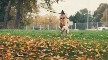 Sonbahar parkında yürüyen altın yeniden triever köpeği. Köpek eğleniyor ve dışarıda takılıyor..