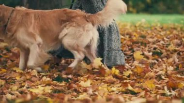 Sonbahar parkında altın renkli bir köpekle yürüyen genç bir kadın. Kız dışarıda köpekle dinleniyor..