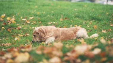 Sonbahar parkında yürüyen altın yeniden triever köpeği. Köpek eğleniyor ve dışarıda takılıyor..