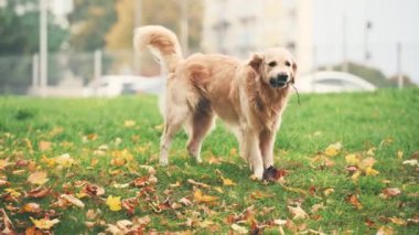 Sonbahar parkında yürüyen altın yeniden triever köpeği