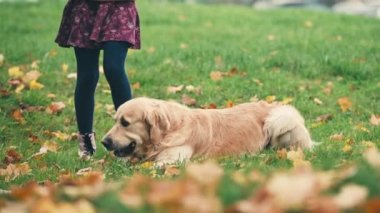 Sonbahar parkındaki köpek. Mutlu küçük kız eğleniyor ve dışarıda altın renkli köpekle oynuyor..