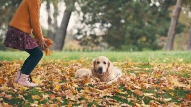 Küçük kız sonbahar parkında eğleniyor ve altın renkli köpekle oynuyor..