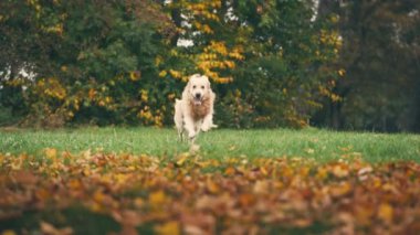 Sonbahar parkında koşan altın yeniden triever köpeği. Köpek eğleniyor ve dışarıda takılıyor..