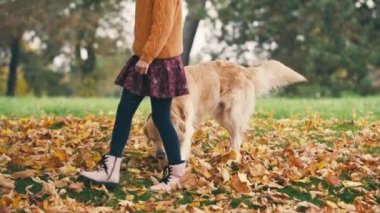 Küçük kız sonbahar parkında eğleniyor ve altın renkli köpekle oynuyor..