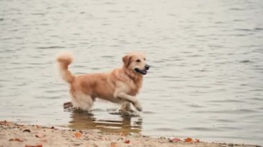 Kumsalda yürüyen altın renkli bir köpek. Köpek eğleniyor ve suda koşuyor..
