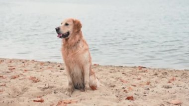 Kumsalda ıslak altın renkli bir köpek.