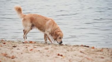 Kumsalda yürüyen altın renkli bir köpek.
