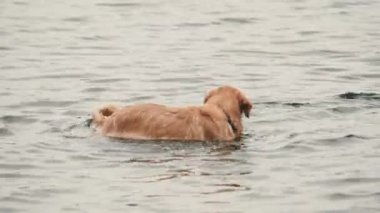 Altın yeniden çekilen köpek suda yüzüyor.