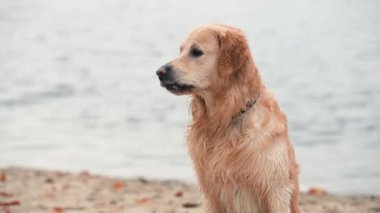 Kumsalda ıslak altın renkli bir köpeğin portresi.