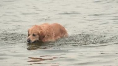 Altın yeniden çekilen köpek yüzüyor ve sudan kurtuluyor.
