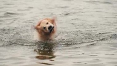 Altın yeniden çekilen köpek yüzüyor ve sudan kurtuluyor.