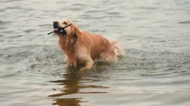 Altın yeniden çekilen köpek sopayla yüzüyor ve sudan kurtuluyor.