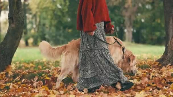 Sonbahar Parkında Altın Renkli Bir Köpekle Yürüyen Genç Bir Kadın — Stok video