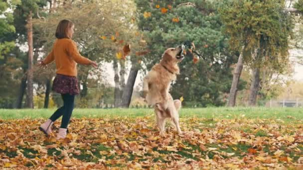 Mutlu Küçük Kız Sonbahar Parkında Eğleniyor Altın Renkli Köpekle Oynuyor — Stok video