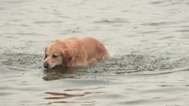 Golden Rertriever Pies Pływanie Wstrząsanie Wody — Wideo stockowe