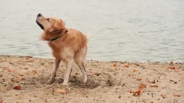Golden Rertriever Pies Bawiący Się Wstrząsający Wodą Piaszczystej Plaży — Wideo stockowe