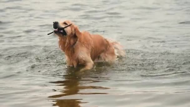 Altın Yeniden Çekilen Köpek Sopayla Yüzüyor Sudan Kurtuluyor — Stok video