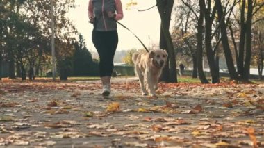 Sonbaharda parkta Golden Retriever köpeğiyle koşan sporcu kız. Evcil köpek labrador 'u olan güzel genç bir kadın dışarıda egzersiz yapıyor.