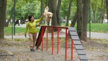 Golden Retriever köpeği olan bir kız parkta yürüyüş engeli eğitimi alıyor. Safkan evcil köpek labradoruyla koşan genç bir kadın.