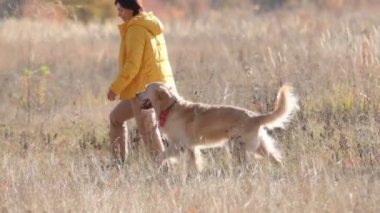 Güneşli bir günde, sonbahar tarlasında Golden Retriever köpeğiyle yürüyen güzel bir kız. Saf köpekçik. Doğada ev sahibi kadın var.