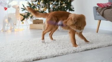 Toller av köpeği Noel zamanı Noel ağacı ve ışıklarıyla süslü bir evde oyuncakla oynuyor. Safkan köpek yavrusu yeni yılın tadını çıkarıyor.