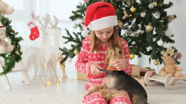 Dítě Dívka Hřebeny Pes Teriér Blízkosti Vánočního Stromečku Novém Roce — Stock video